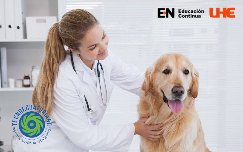 Certificaci N En Auxiliar De Veterinaria Educaci N Continua Universidad Hemisferios